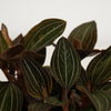 Jewel Orchid