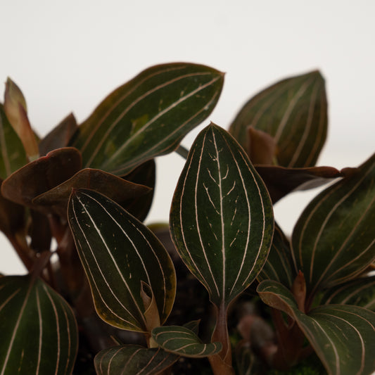 Jewel Orchid | Indoor Plants