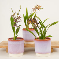 Butterfly Orchid | Titanium Surprise