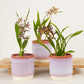 Butterfly Orchid | Titanium Surprise