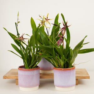 Spider Orchid | Summer Dream Surprise - Indoor Plant