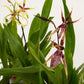 Spider Orchid | Summer Dream Surprise