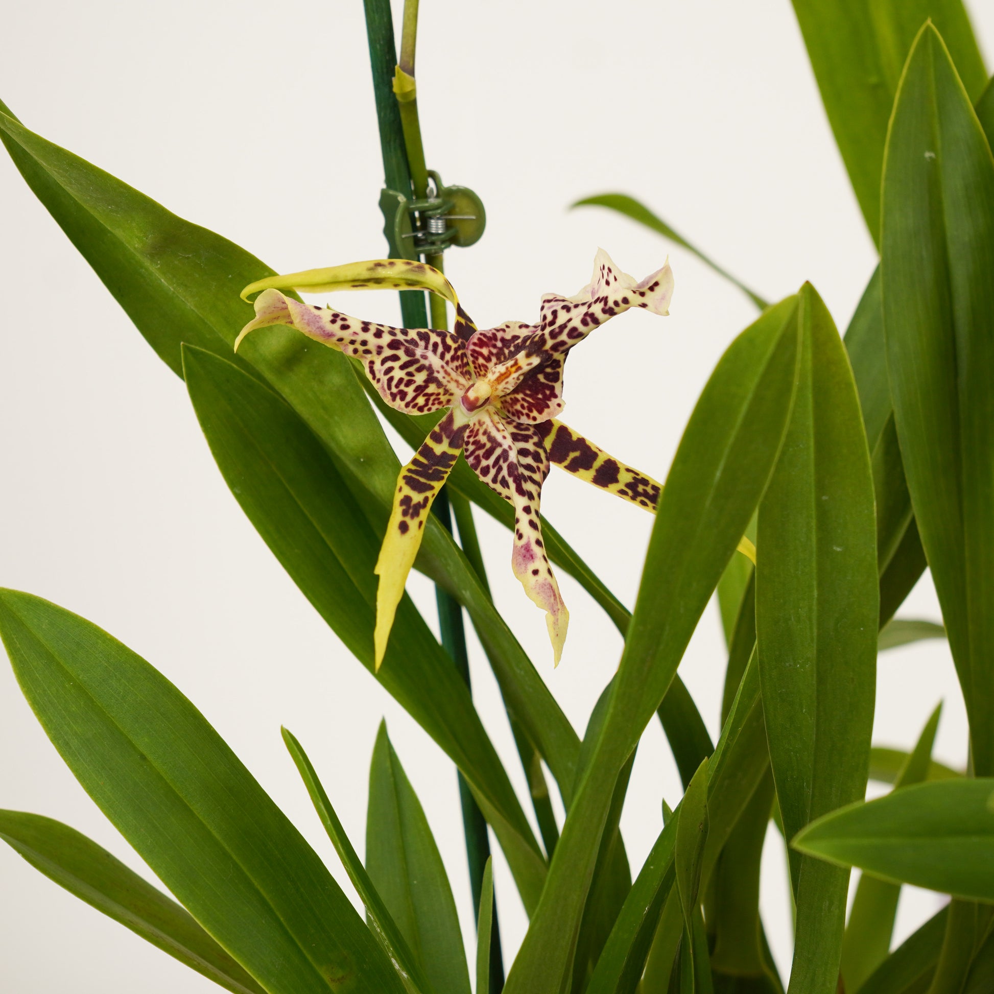Spider Orchid | Summer Dream Surprise