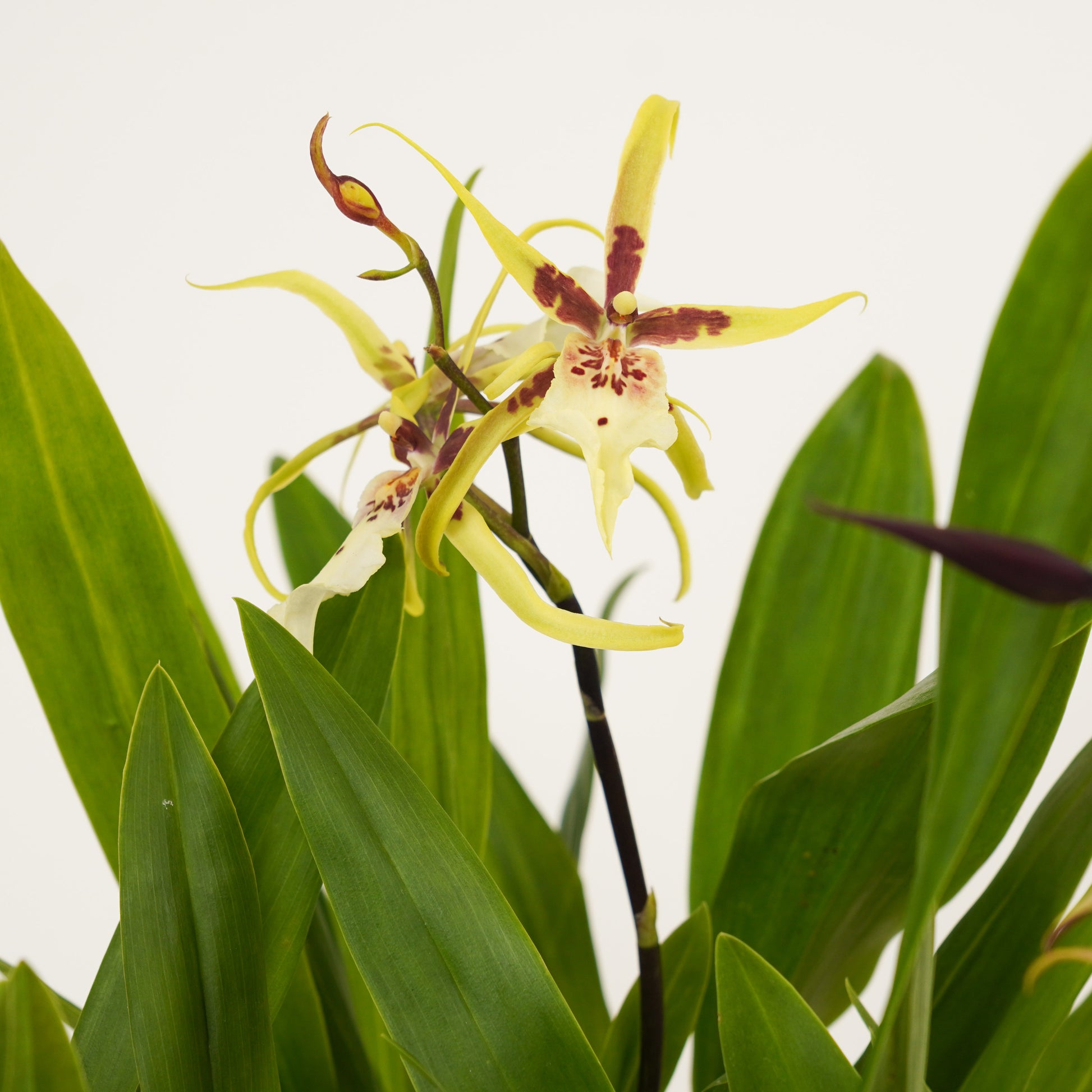Spider Orchid | Summer Dream Surprise