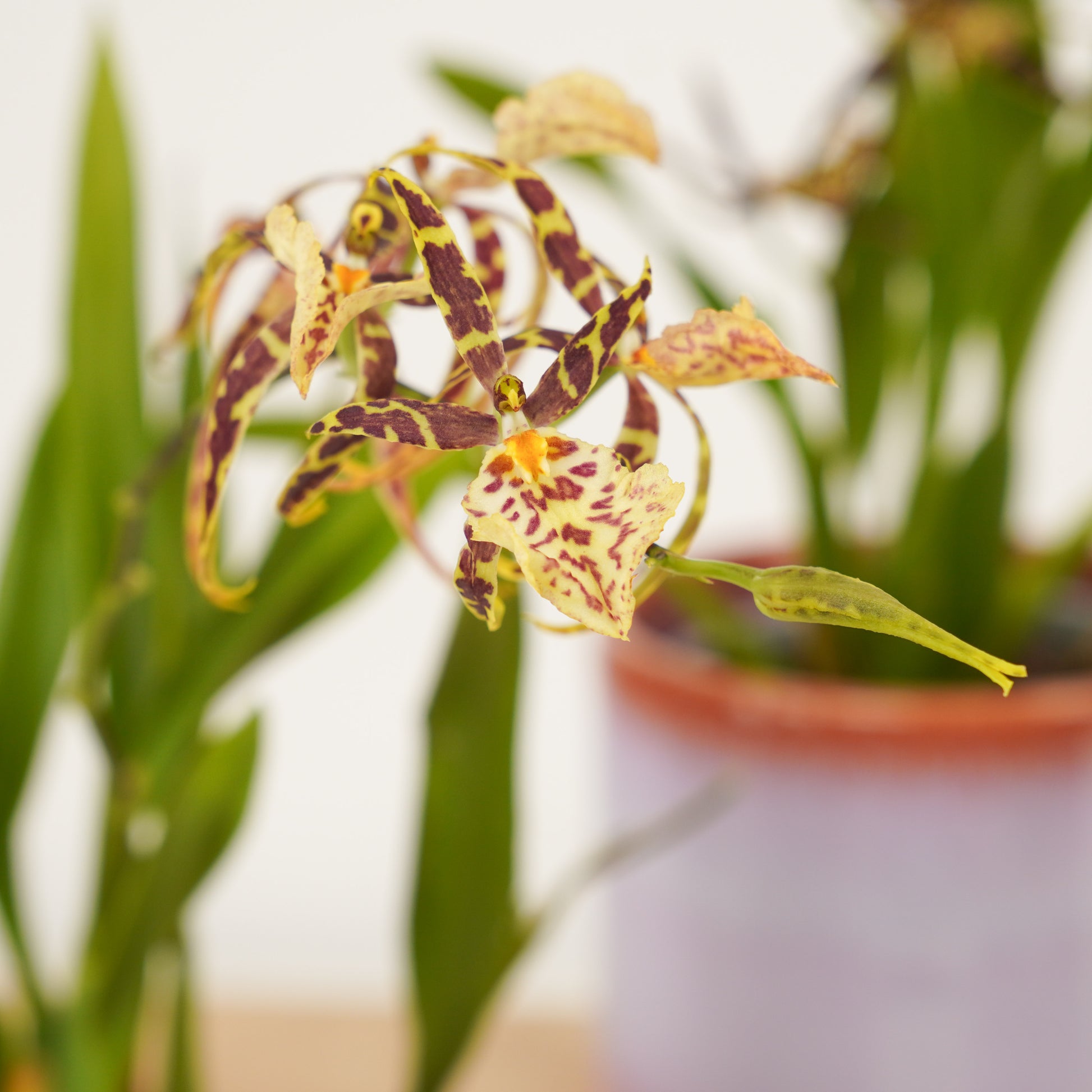 Butterfly Orchid | Titanium Surprise