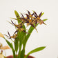Butterfly Orchid | Titanium Surprise