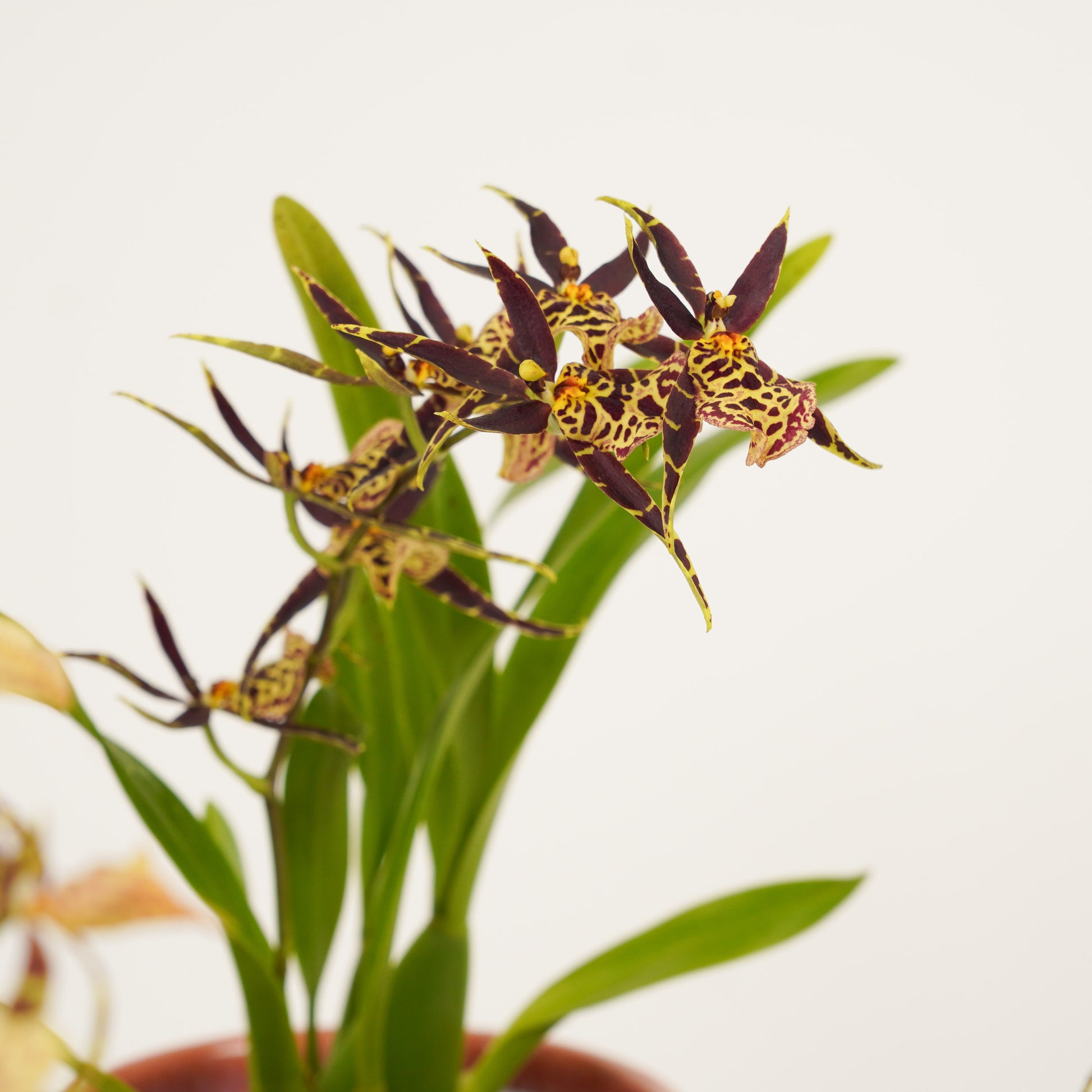Butterfly Orchid | Titanium Surprise