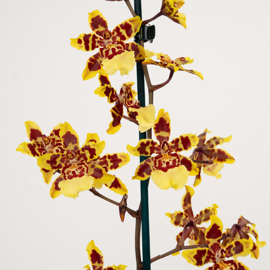 Cambria Orchid | Flaming Comet | Indoor Plants