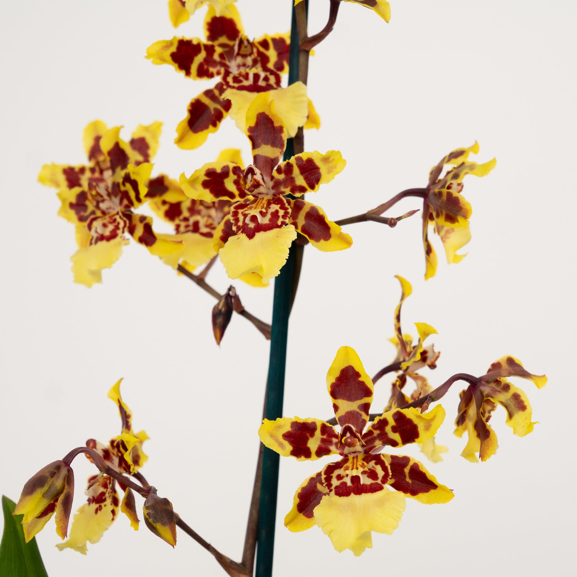 Cambria Orchid | Flaming Comet