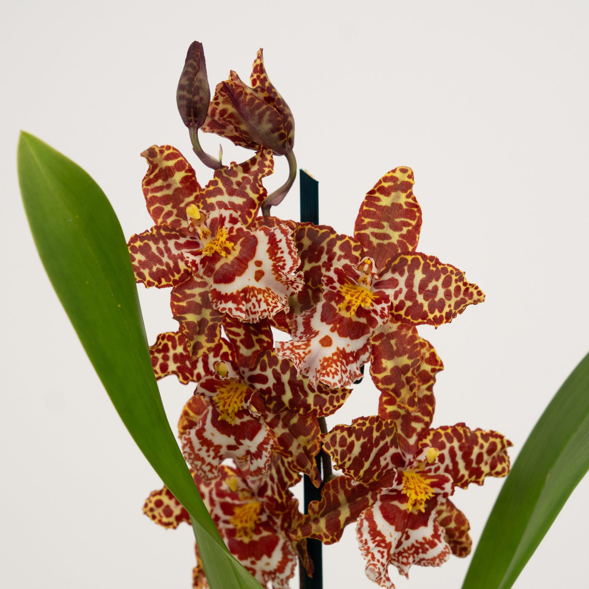 Cambria Orchid | Leopard