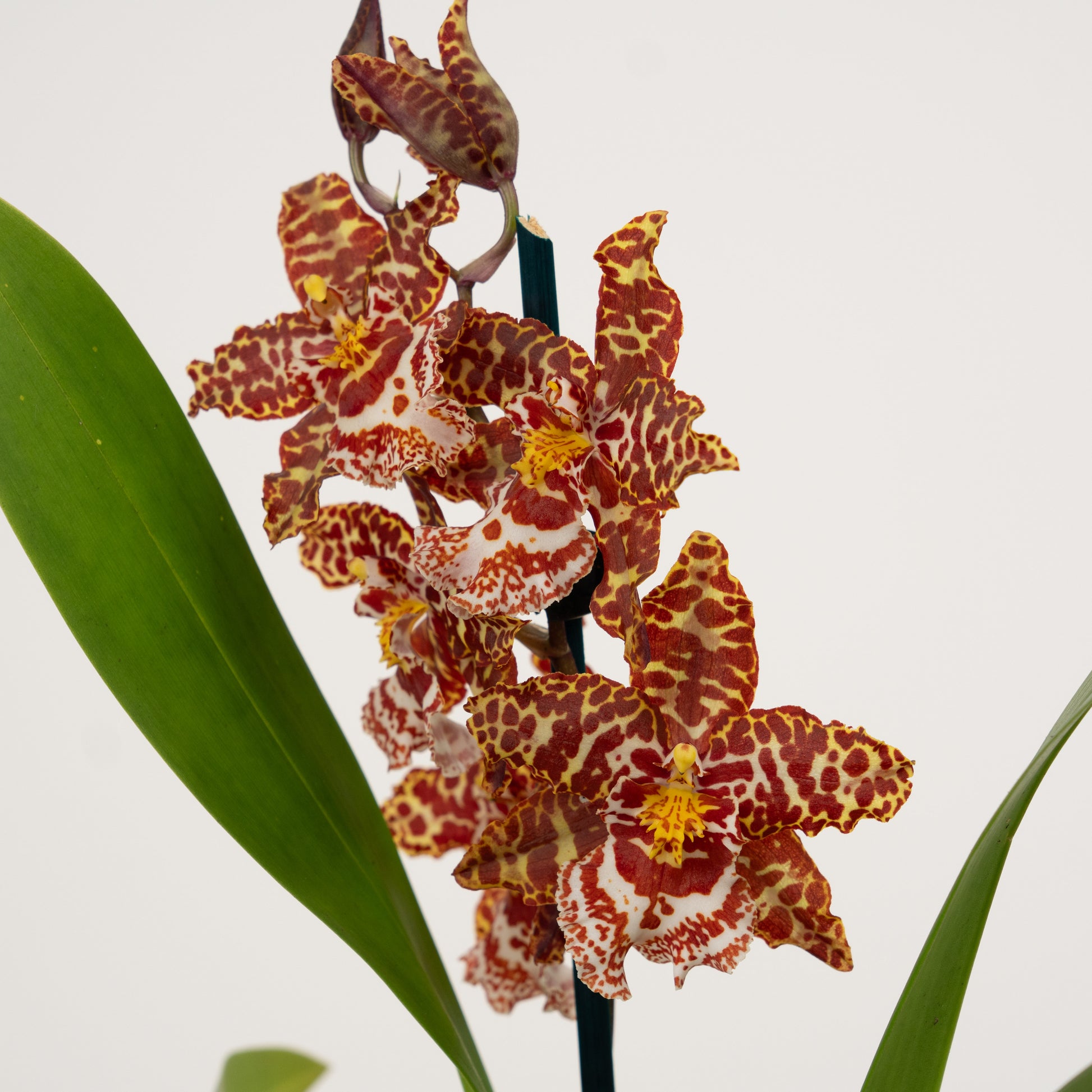 Cambria Orchid | Leopard