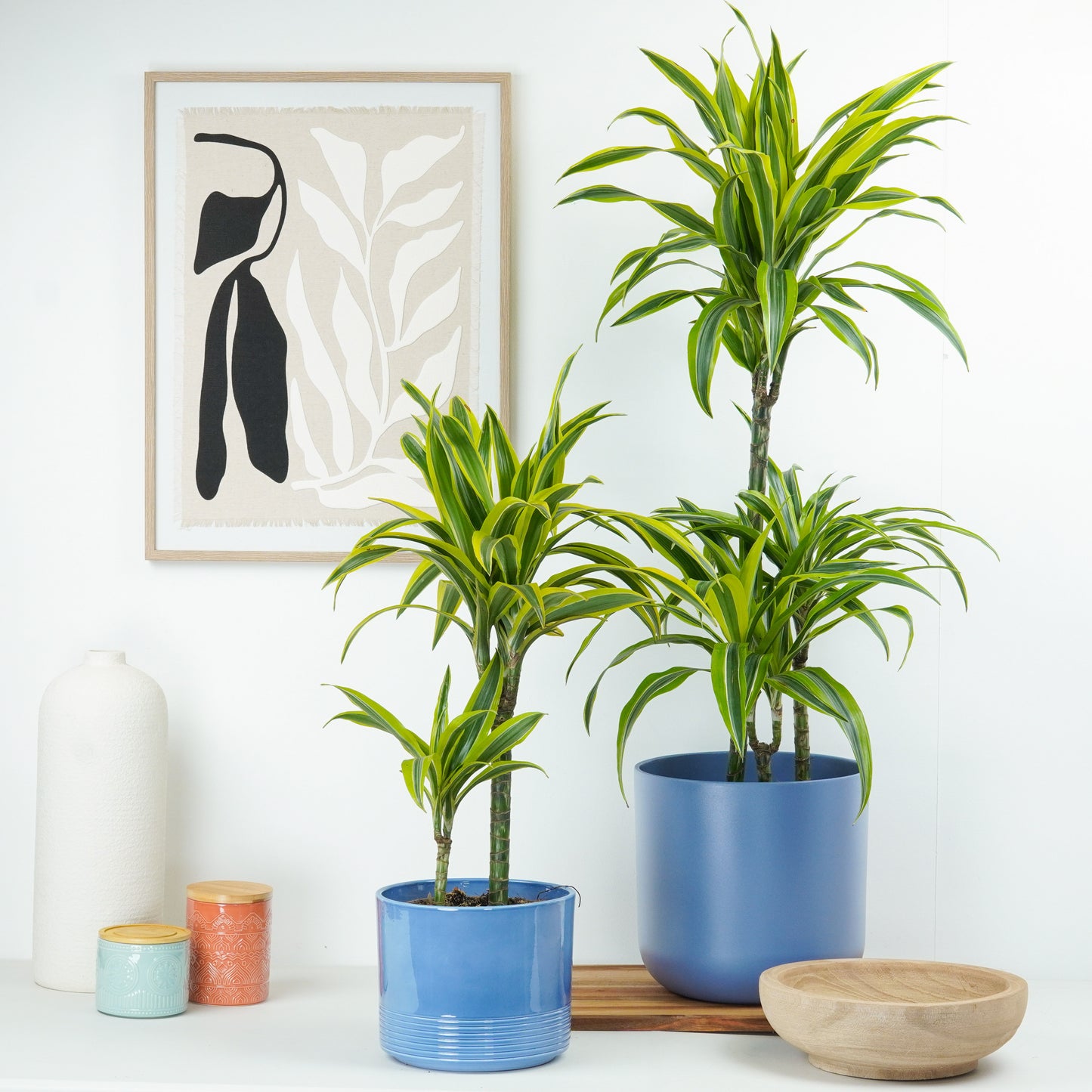 Dragon Tree | Lemon Lime