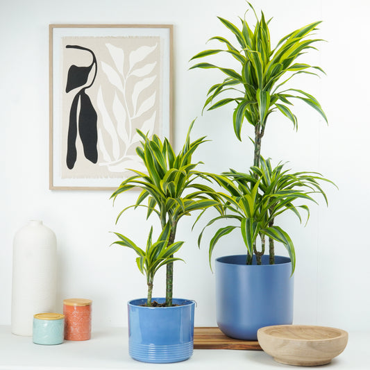 Dragon Tree | Lemon Lime | Indoor Plants