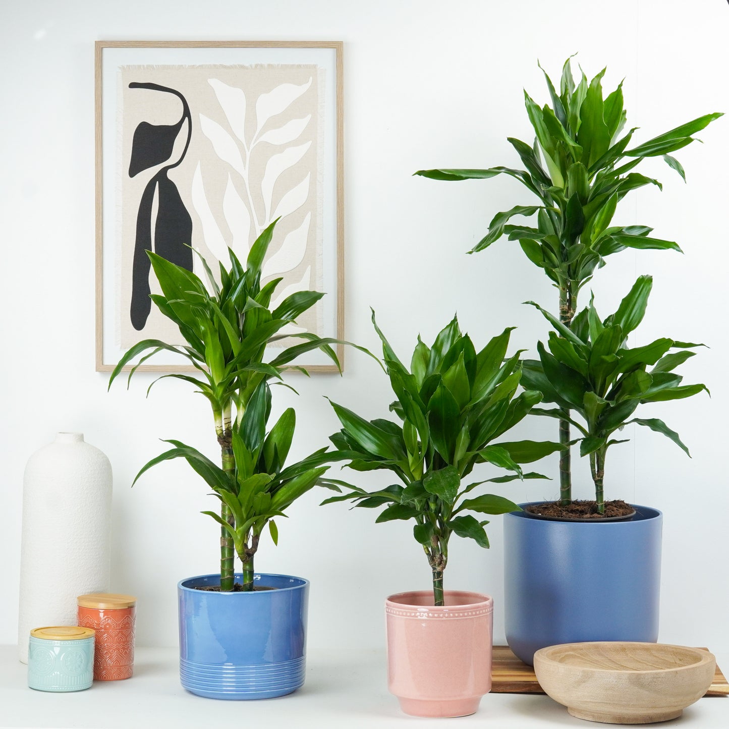 Palm | Janet Craig