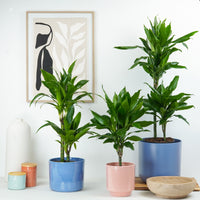 Palm | Janet Craig