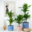 Perfect Plants for Under £30