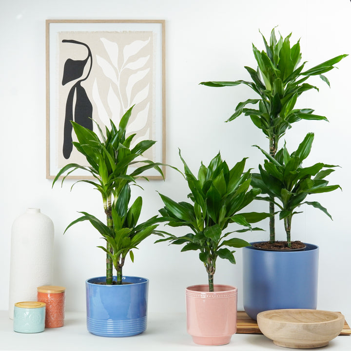 Palm | Janet Craig