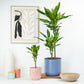 Corn Plant | Cintho