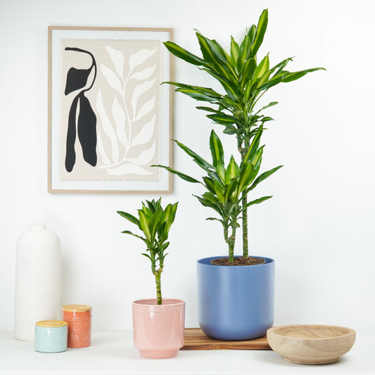 House Plants 2026