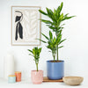 Corn Plant | Cintho