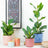 Ficus & Figs