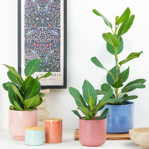 Bengal Fig | Audrey - Indoor Plant