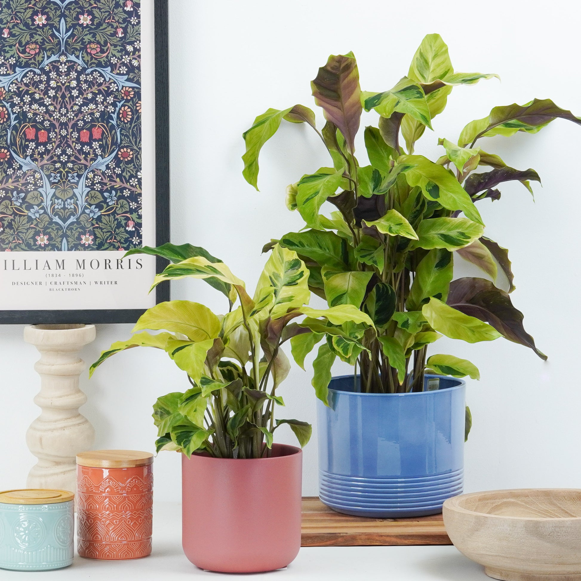 Prayer Plant | Yellow Fusion | Rare Plant