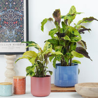 Prayer Plant | Yellow Fusion | Rare Plant