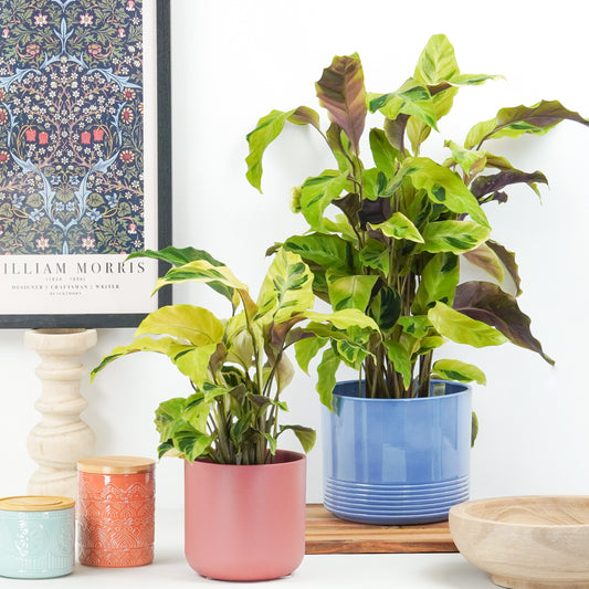 Prayer Plant | Yellow Fusion | Rare Plant | Indoor Plants