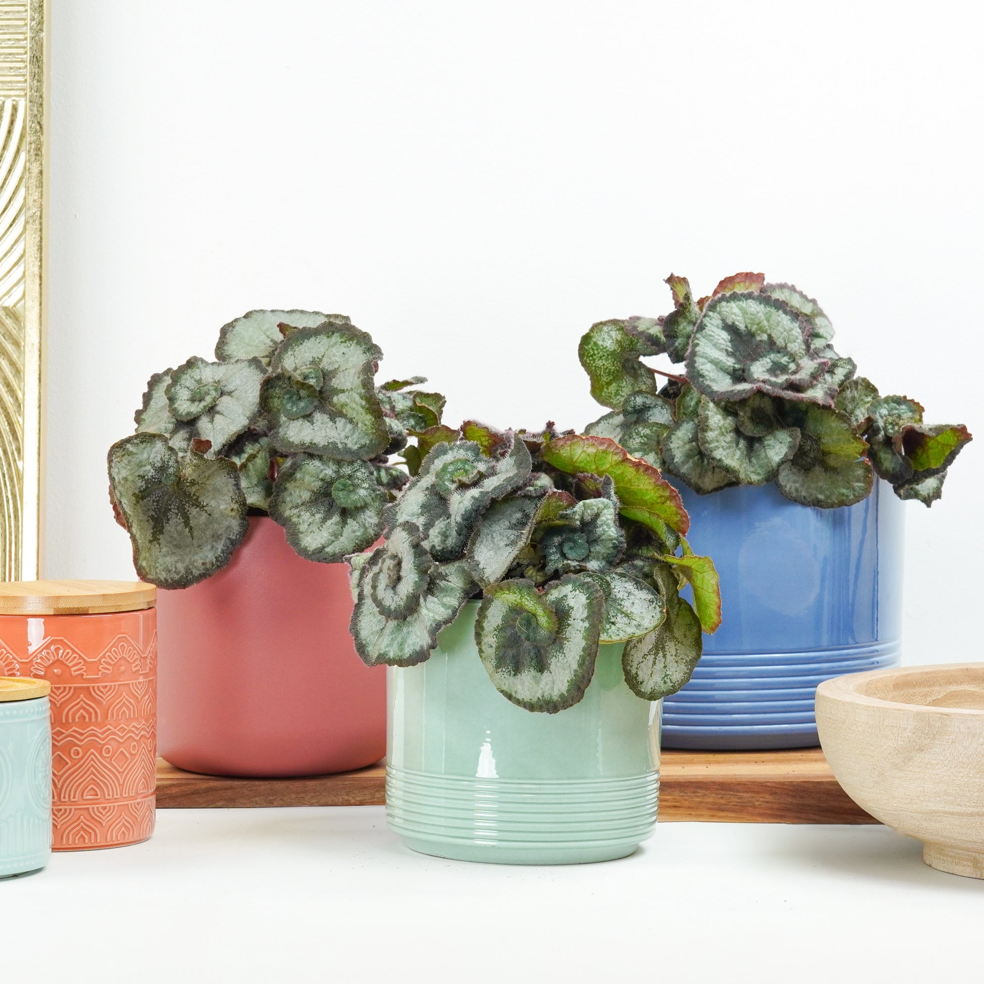 Begonia | Escargot