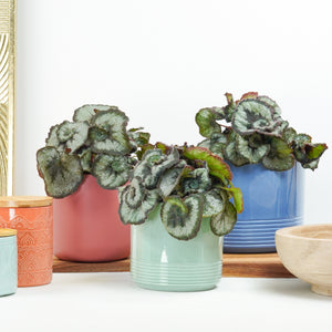 Begonia | Escargot - Indoor Plant