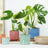 Perfect Plants for Under £30