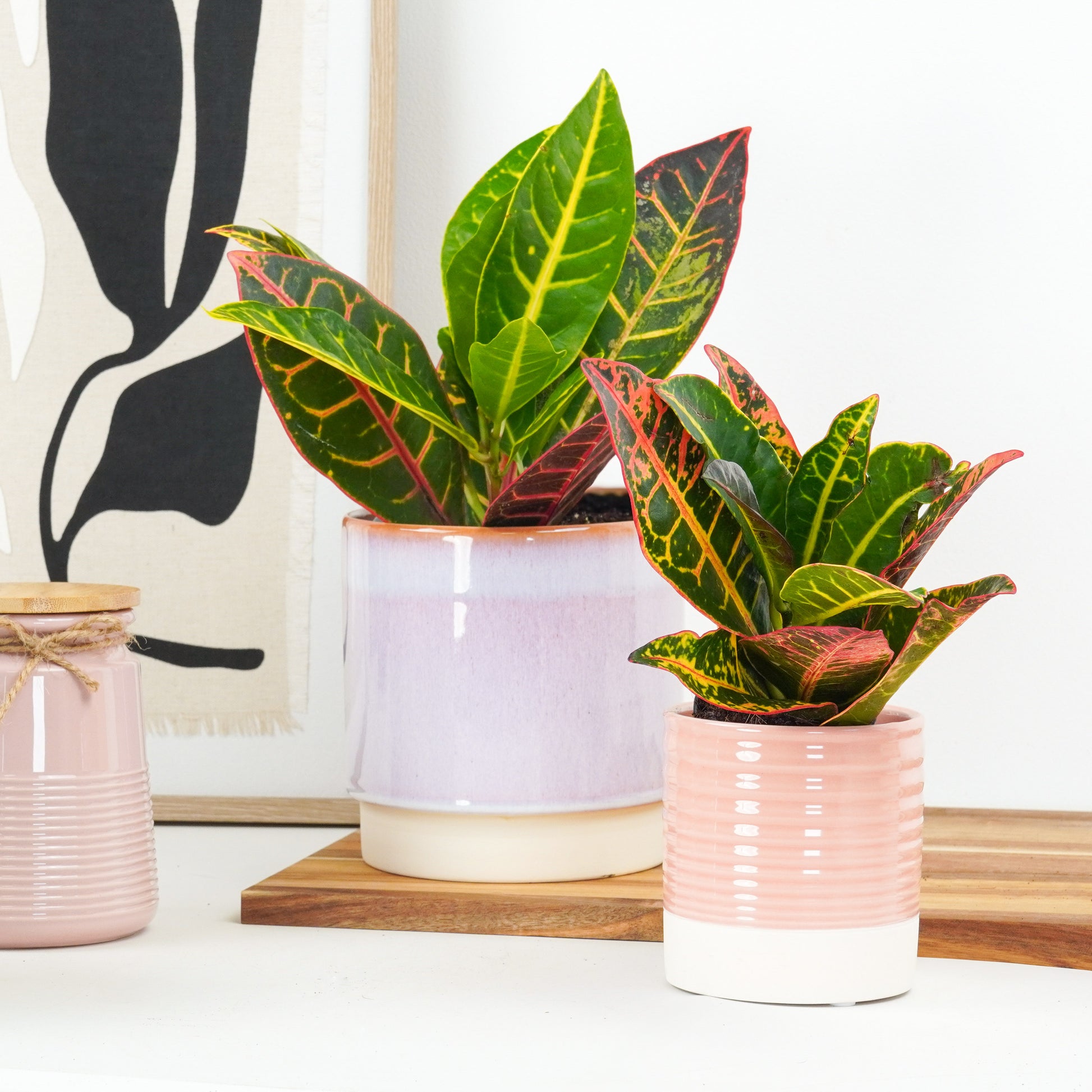 Croton | Petra