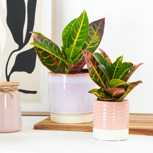 Croton | Petra