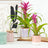 Bromeliads & Guzmania