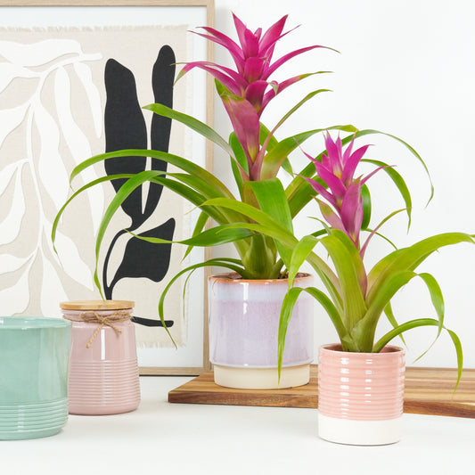 Flowering Bromeliad | Guzmania | Freya Pink | 