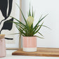 White Quill Plant | Biancini