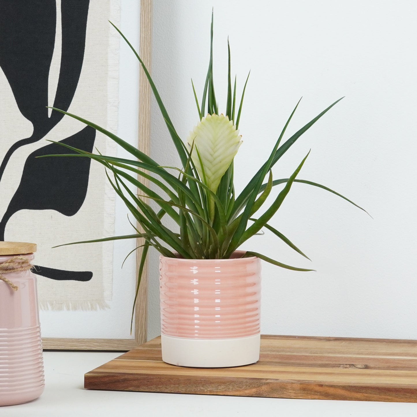 White Quill Plant | Biancini
