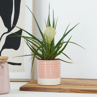 White Quill Plant | Biancini