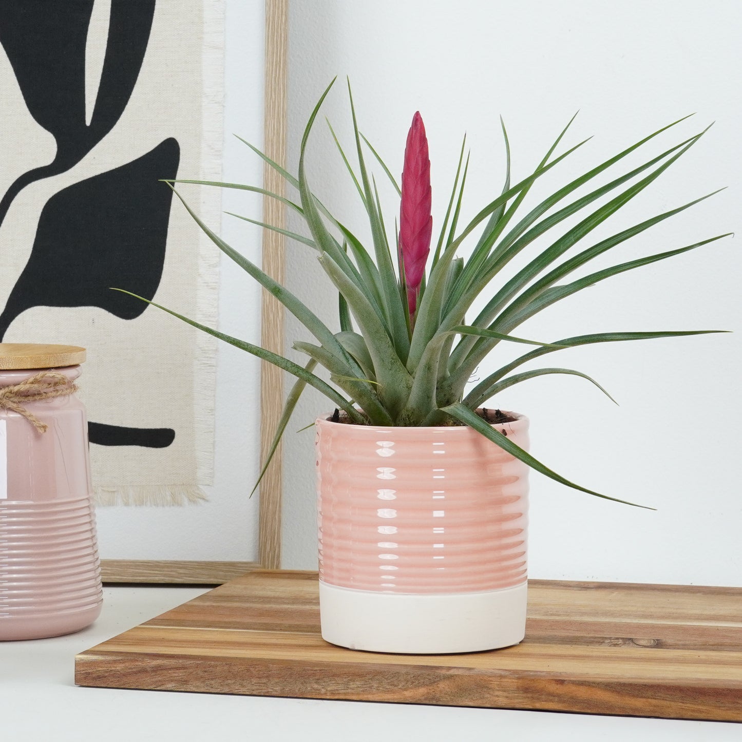 Raspberry Pink Quill Plant