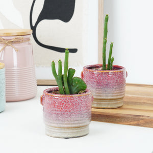 Cat Tail - Indoor Plant
