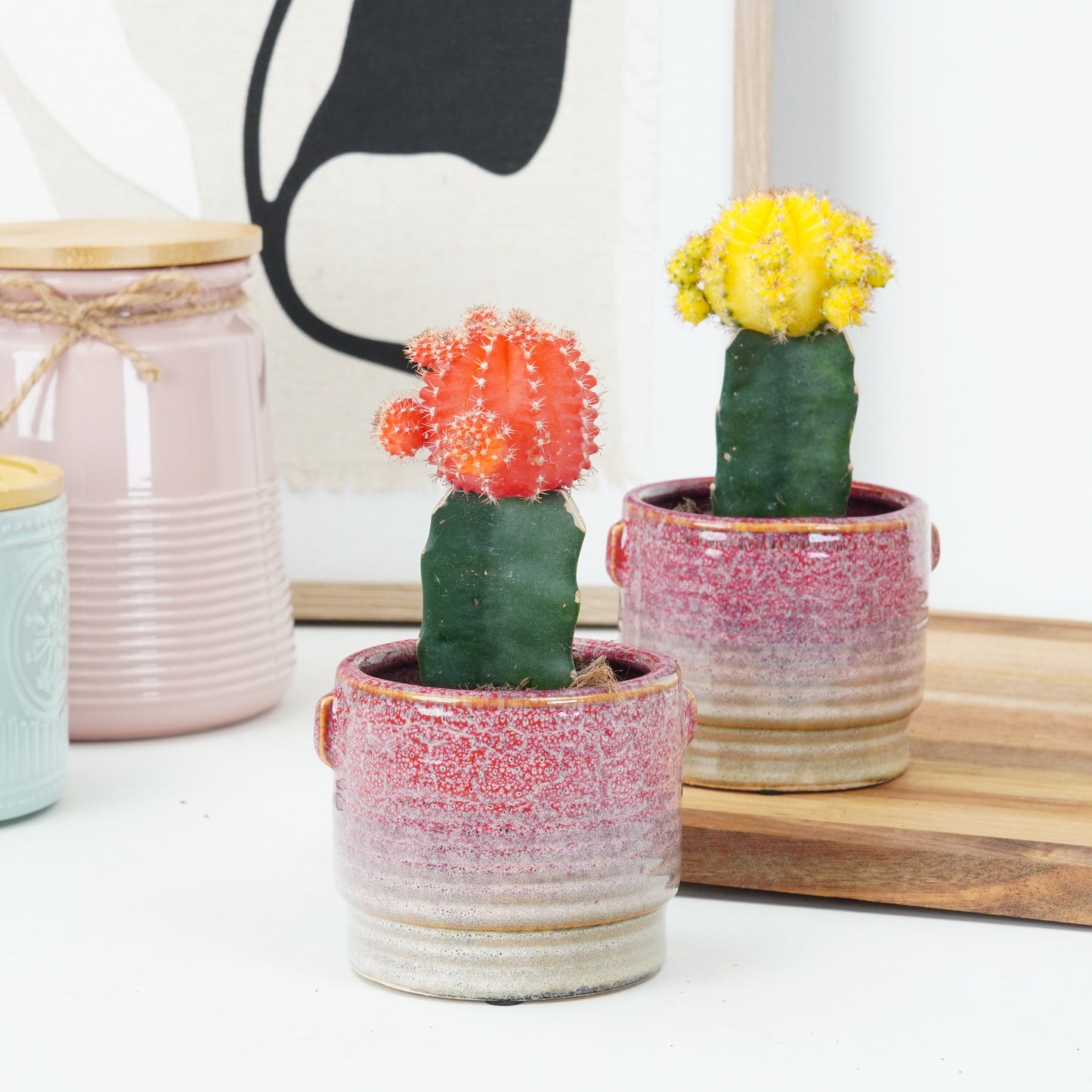 Chin Cactus