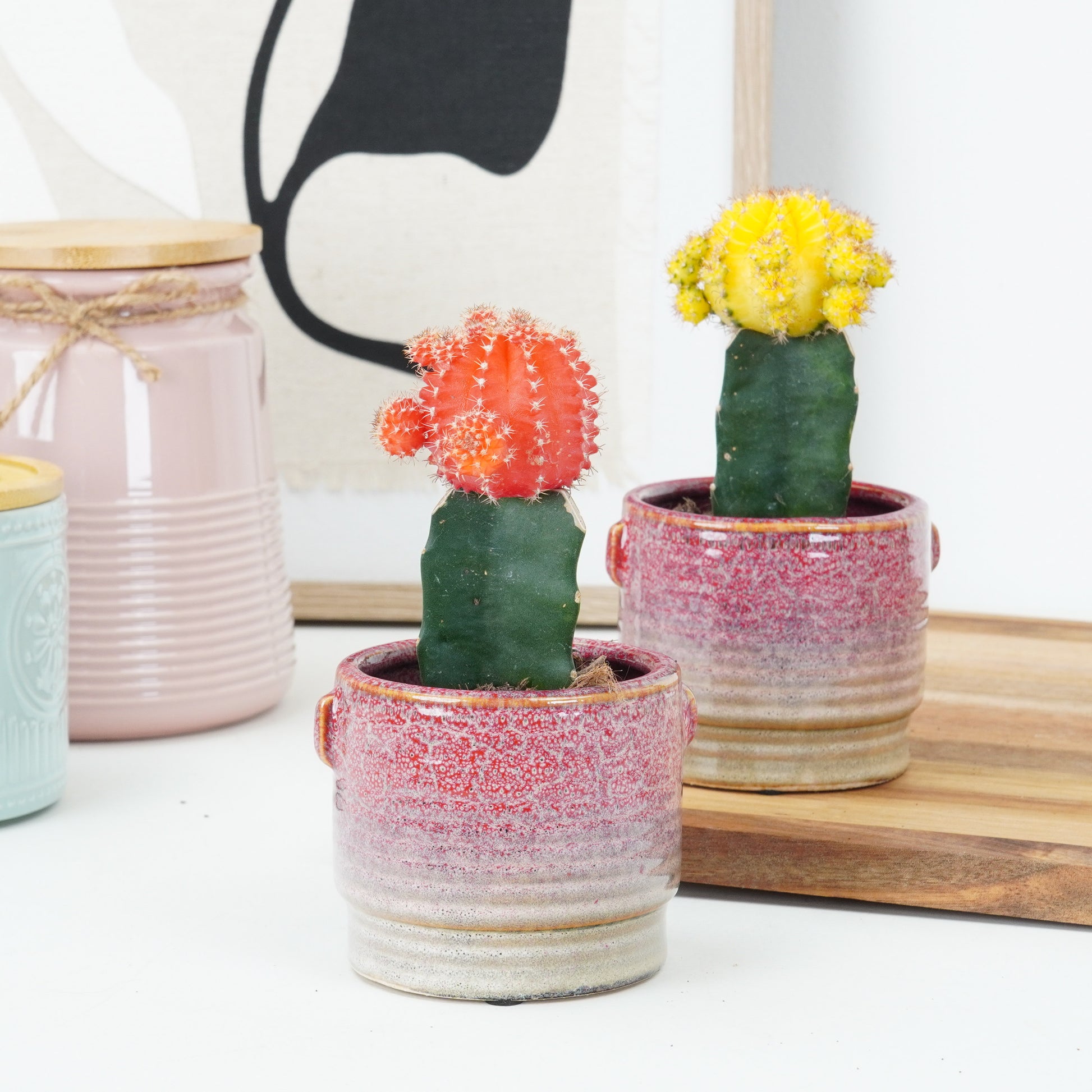 Chin Cactus