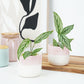 Prayer Plant | White Beauty