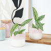 Prayer Plant | White Beauty