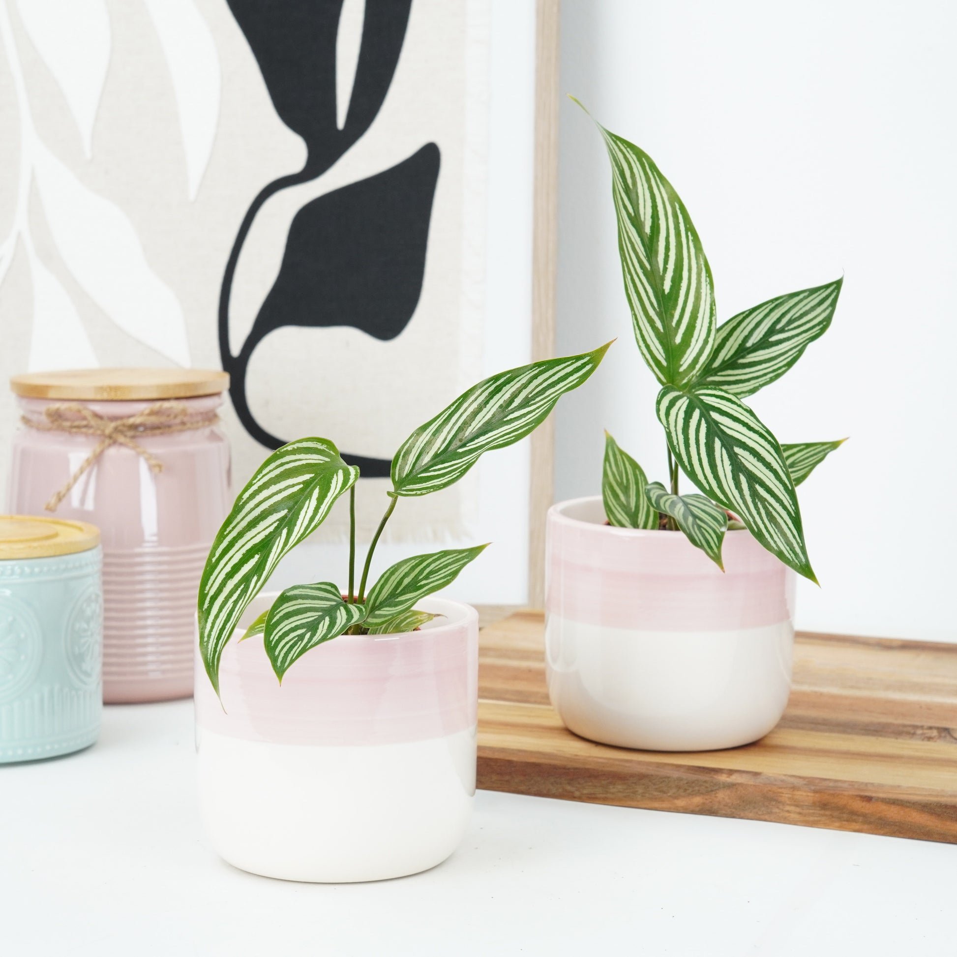 Prayer Plant | White Beauty
