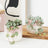 Perfect Plants for Under £50