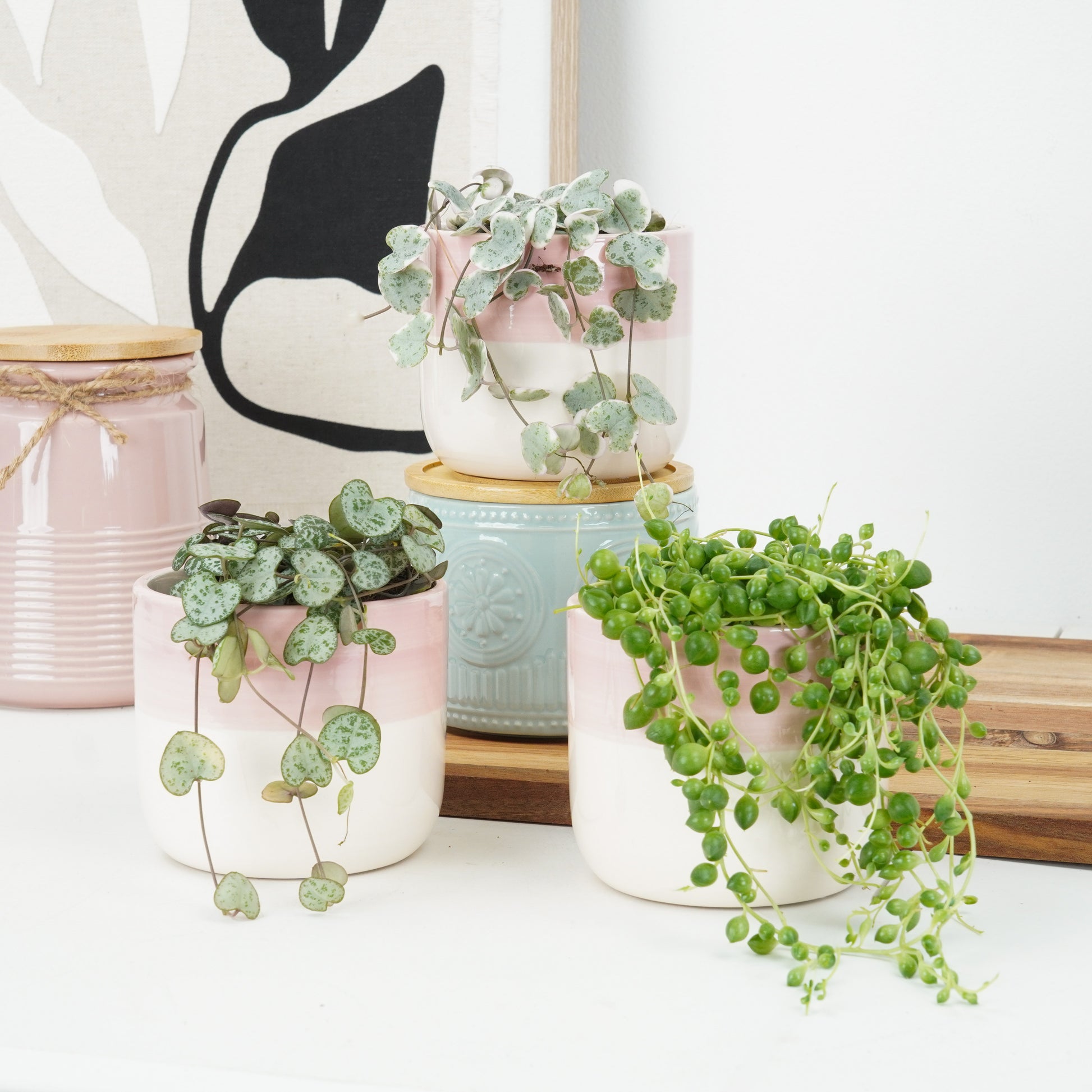 Heartstrings & Pearls | Plant Bundle