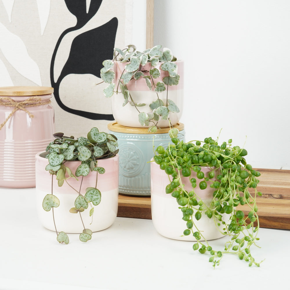 Indoor Heartstrings & Pearls | Plant Bundle | 3 X PLANTS | 3 X POTS | Indoor Plant Bundle
