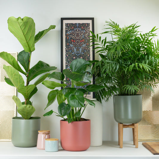 Fig & Fancy | Plant Bundle | 